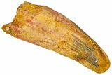 Real Fossil Spinosaurus Tooth - Feeding Worn Tip #365654-1